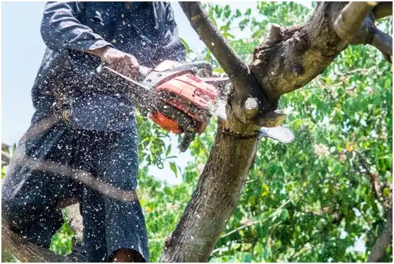 tree services Meeker